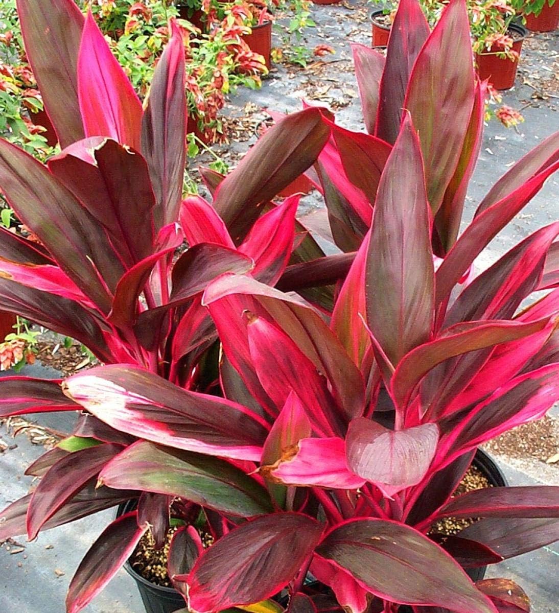 10 Inch Cordyline Red Sister Hawaiian Ti Plant O52085