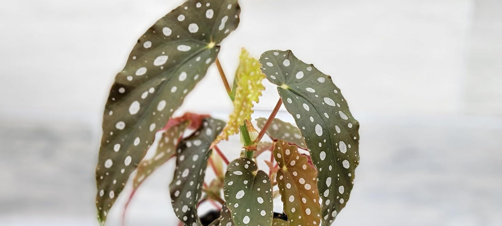 Begonia Maculata Angelwing in 4 inch Nursery Plant Pot Live Rare Exotic Tropical Indoor House Plant U858402