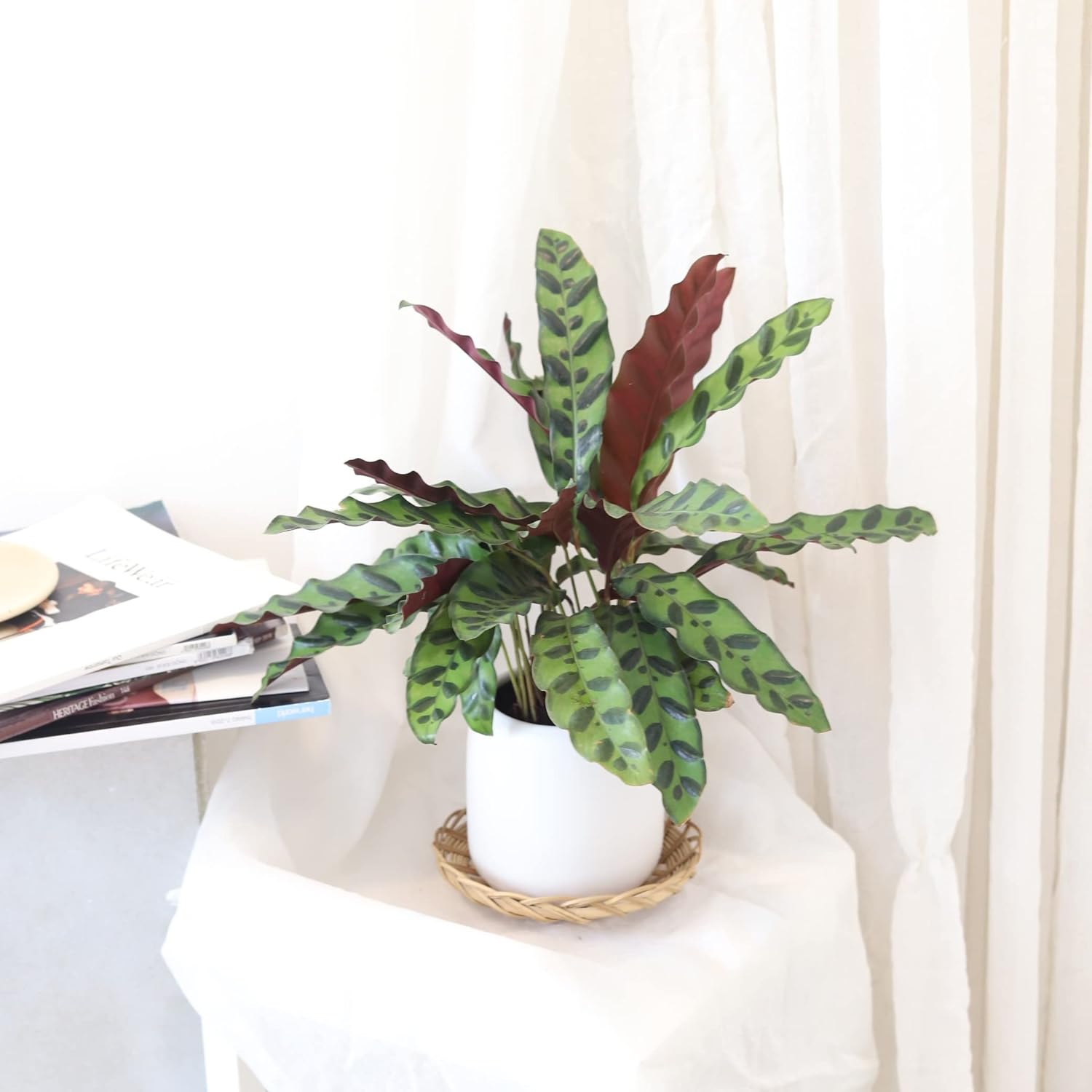 Calathea Lancifolia Rattlesnake Plant (4" Grower Pot) Q66705