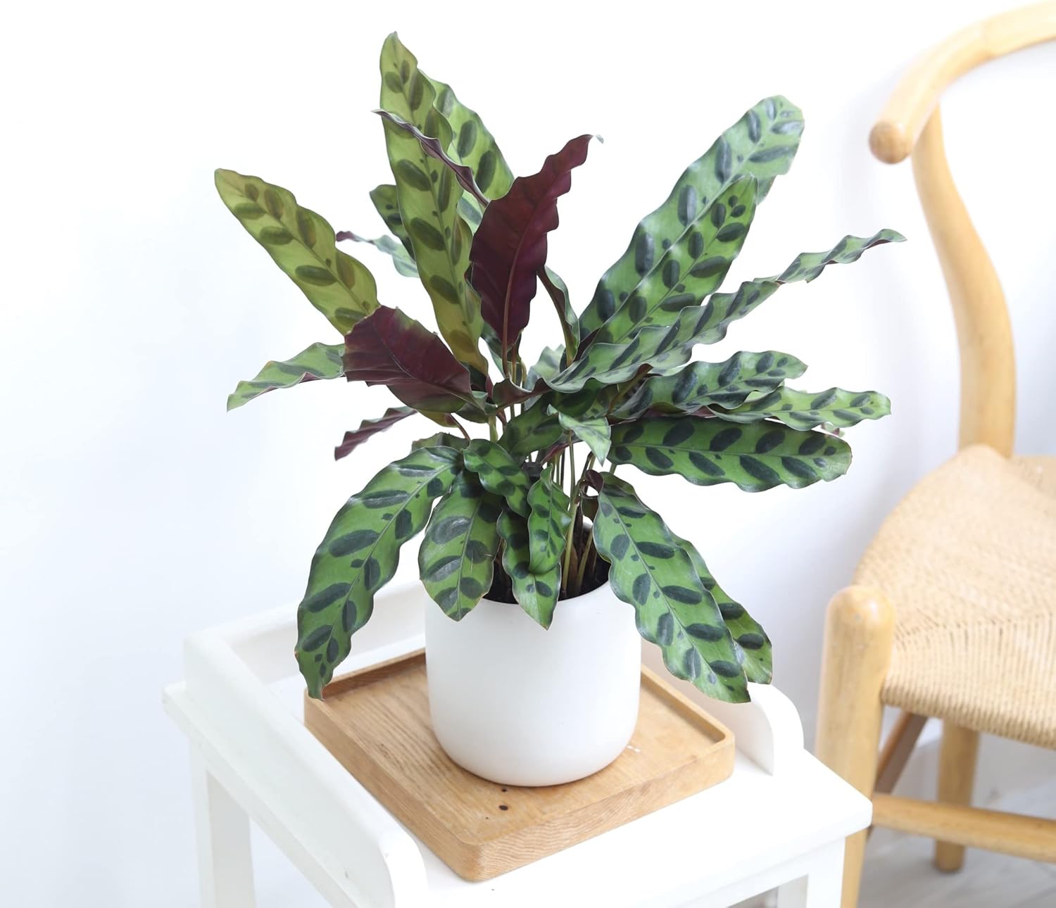 Calathea Lancifolia Rattlesnake Plant (4" Grower Pot) Q66705