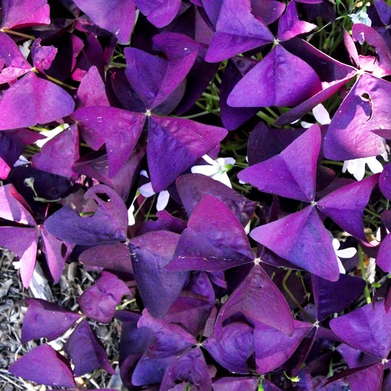 Purple Shamrocks Oxalis Triangularis Flower Bulbs D603