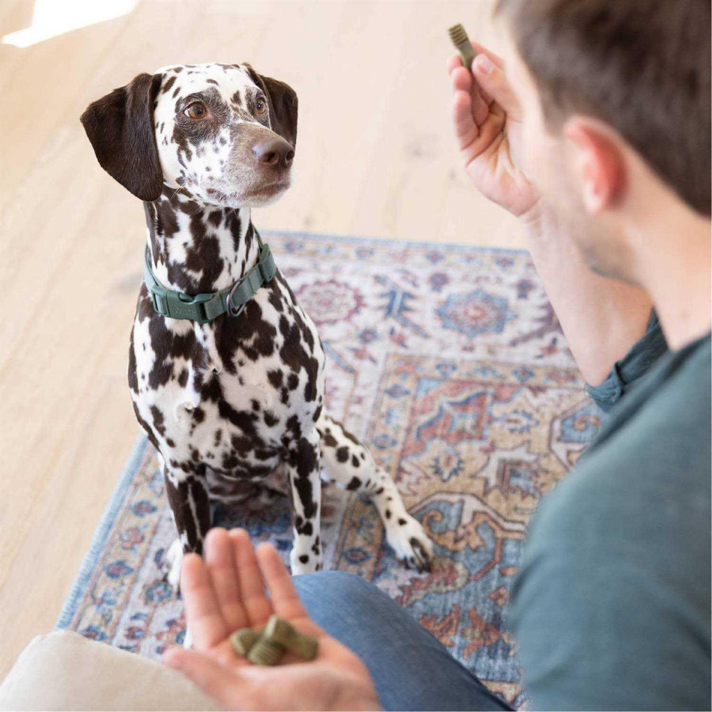 Greenies Anytime Bites Dog Treats X531194
