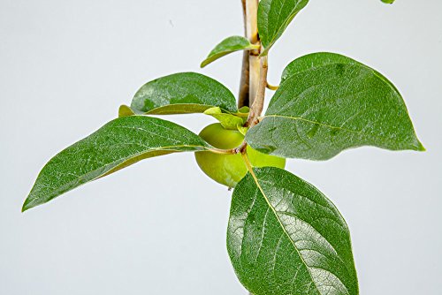 Fuyu Asian Persimmon Tree, Live Plant (3-4 ft.) H953105