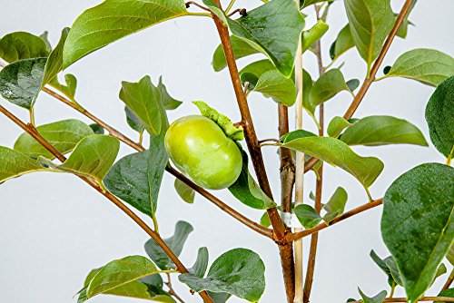 Fuyu Asian Persimmon Tree, Live Plant (3-4 ft.) H953105