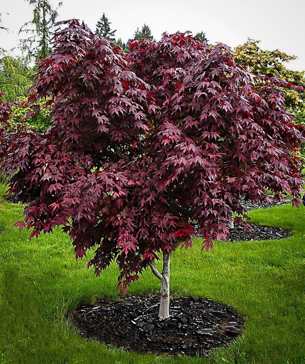 Bloodgood Acer palmatum V9742