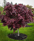 Bloodgood Acer palmatum V9742