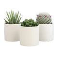 3 Pack Succulents Plants Live in Plant Pot Set J132843