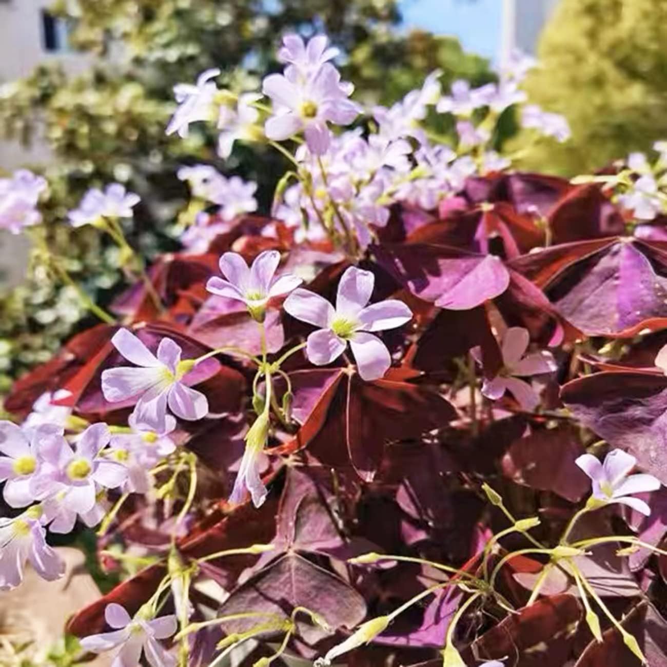 Purple Shamrocks Oxalis Triangularis Flower Bulbs D603