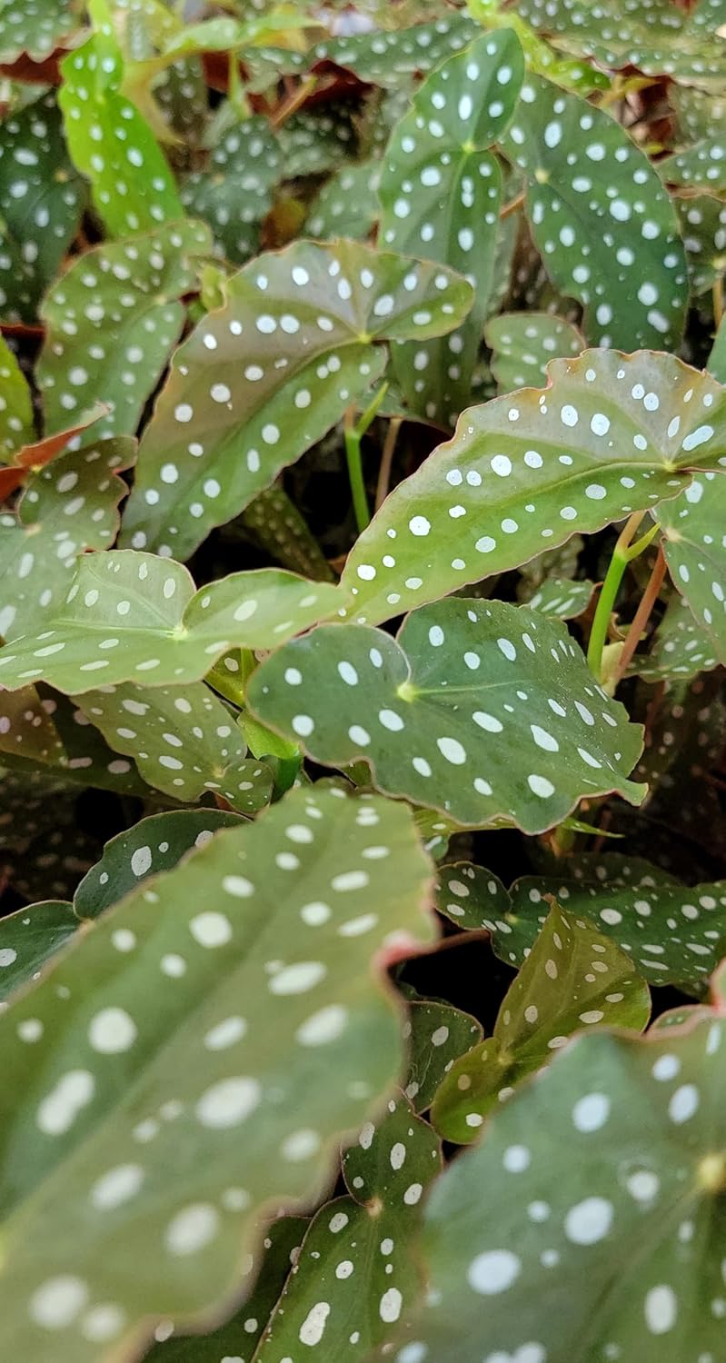Begonia Maculata Angelwing in 4 inch Nursery Plant Pot Live Rare Exotic Tropical Indoor House Plant U858402