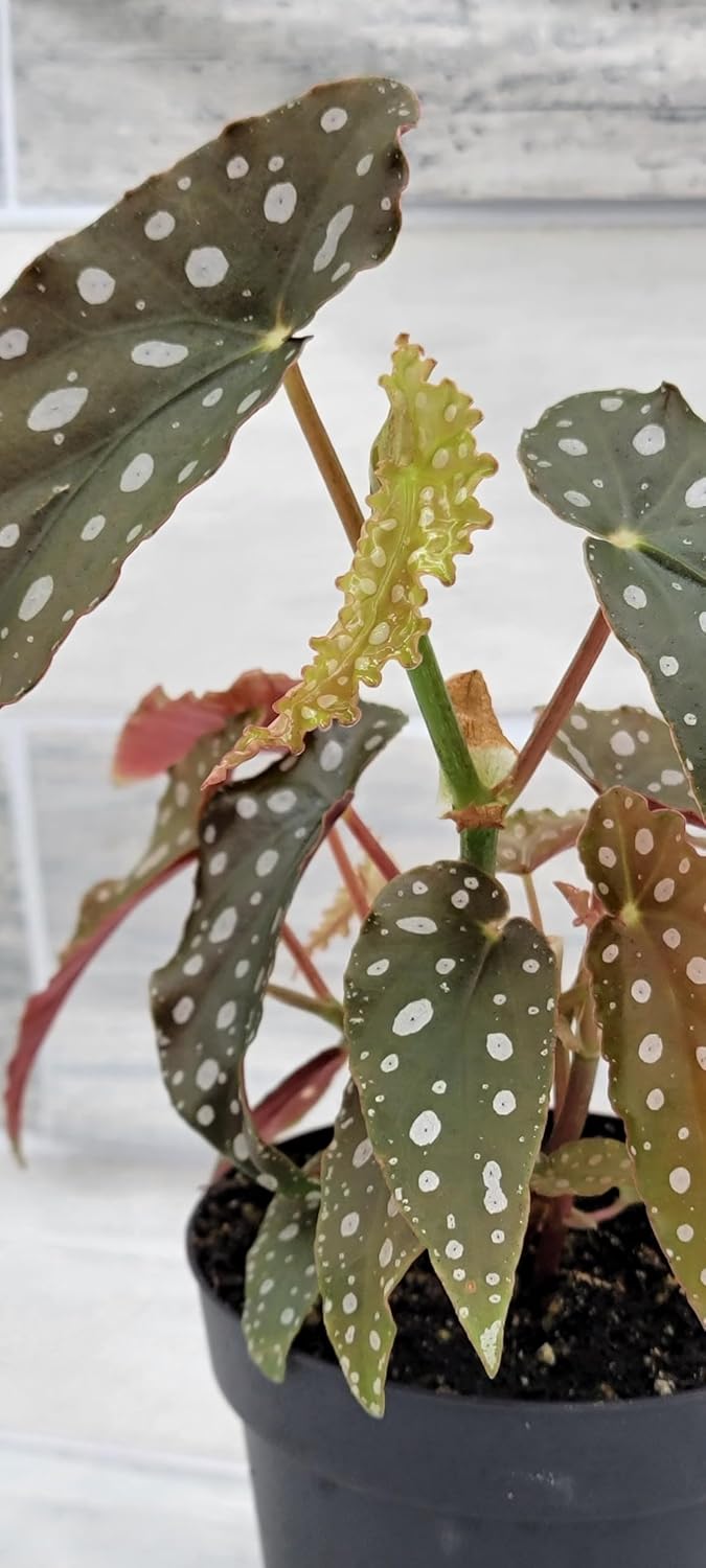 Begonia Maculata Angelwing in 4 inch Nursery Plant Pot Live Rare Exotic Tropical Indoor House Plant U858402
