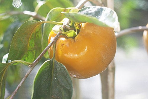 Fuyu Asian Persimmon Tree, Live Plant (3-4 ft.) H953105